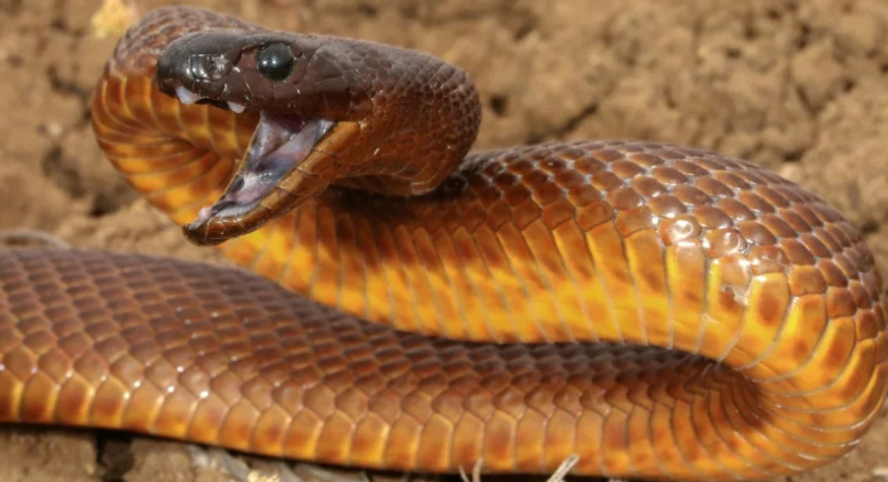 Тайпан Маккоя- считается самым ядовитым видом змей в мире. Его яд примерно в 180 раз сильнее яда кобры. В среднем от одного Тайпана Маккоя можно получить 44 миллиграмма яда. Для укушенного человека смерть наступает в течении 45 минут, если есть антидот то вам повезло, но не всегда антидот действует. Родина Тайпанов Маккоя центральная часть австралии. Цвет этих змей варьируется от бежевого, пустынного до светло коричневого или оранжевого. Часто этих змей можно увидеть на улицах австралии или в самом доме. Их челюсти сжимают так что уже ясно ,, Не отпустит’’.