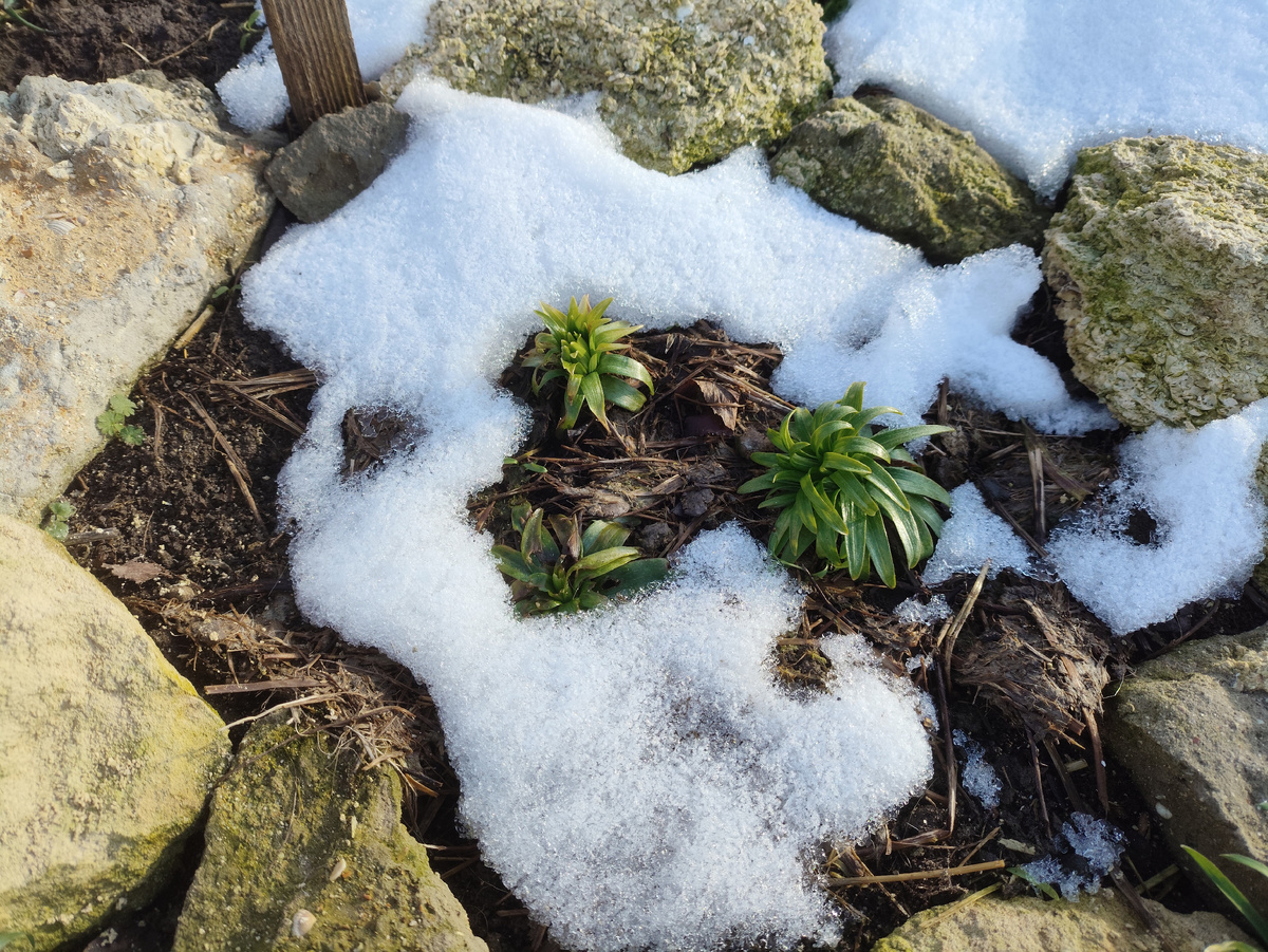 Лилии, которые якобы африканские, пока держатся...