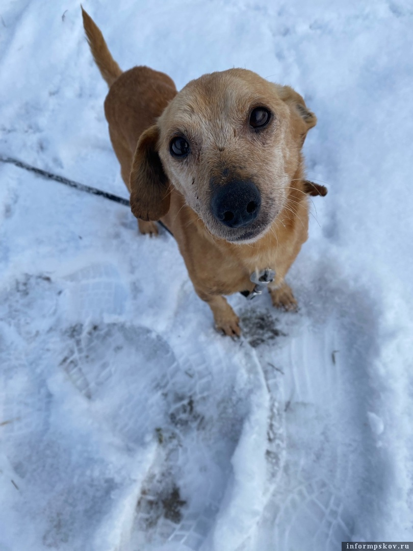 Фото здесь и далее: из группы приюта «Лесопилка» в соцсети «ВКонтакте»