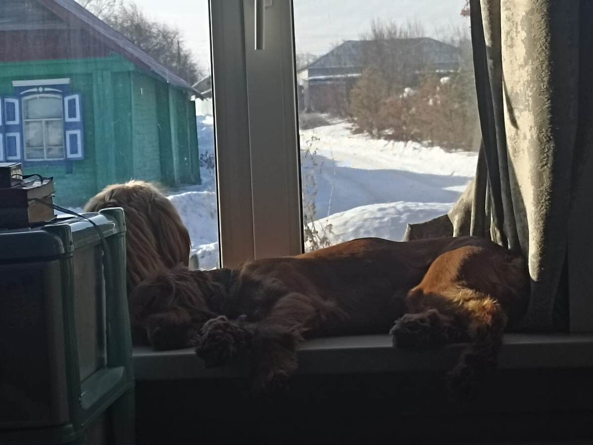 Фото из архива наших питомцев. Марфа и Тоша а-а-а-дыхают.