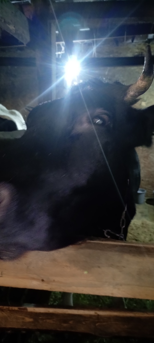 Фото из архива нашего лпх. Фифочка.