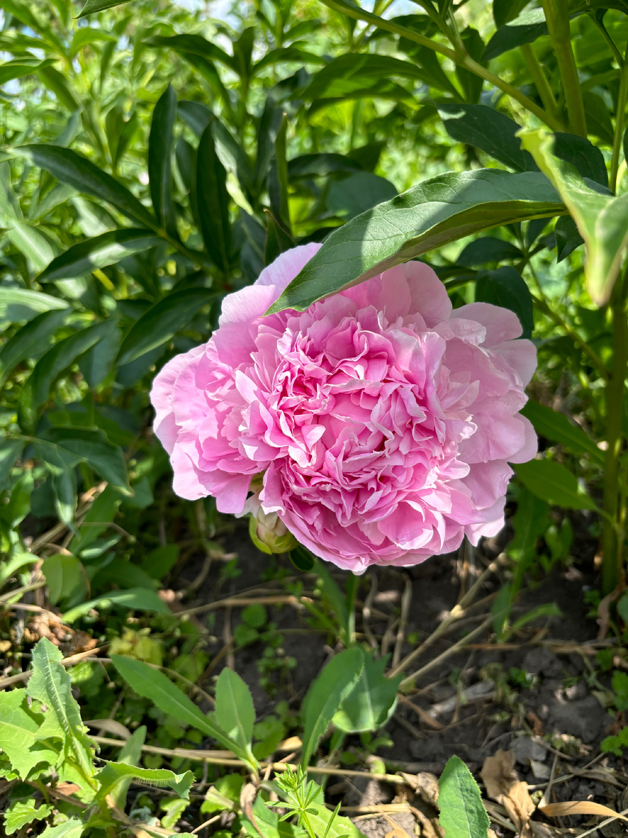 Под кустиком.