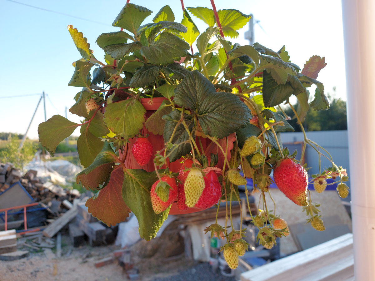 Ампелая клубника.