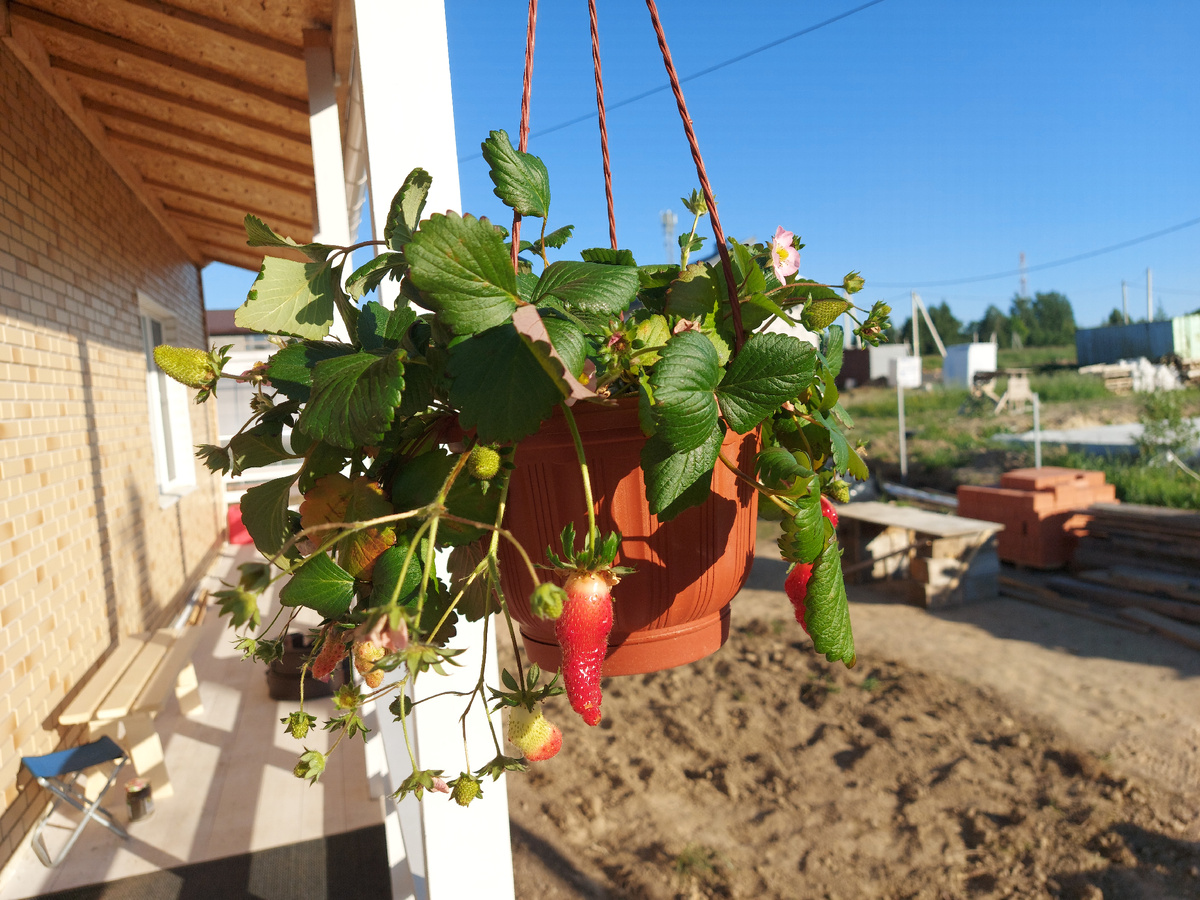 Ампельная клубника у нас в коттедже.