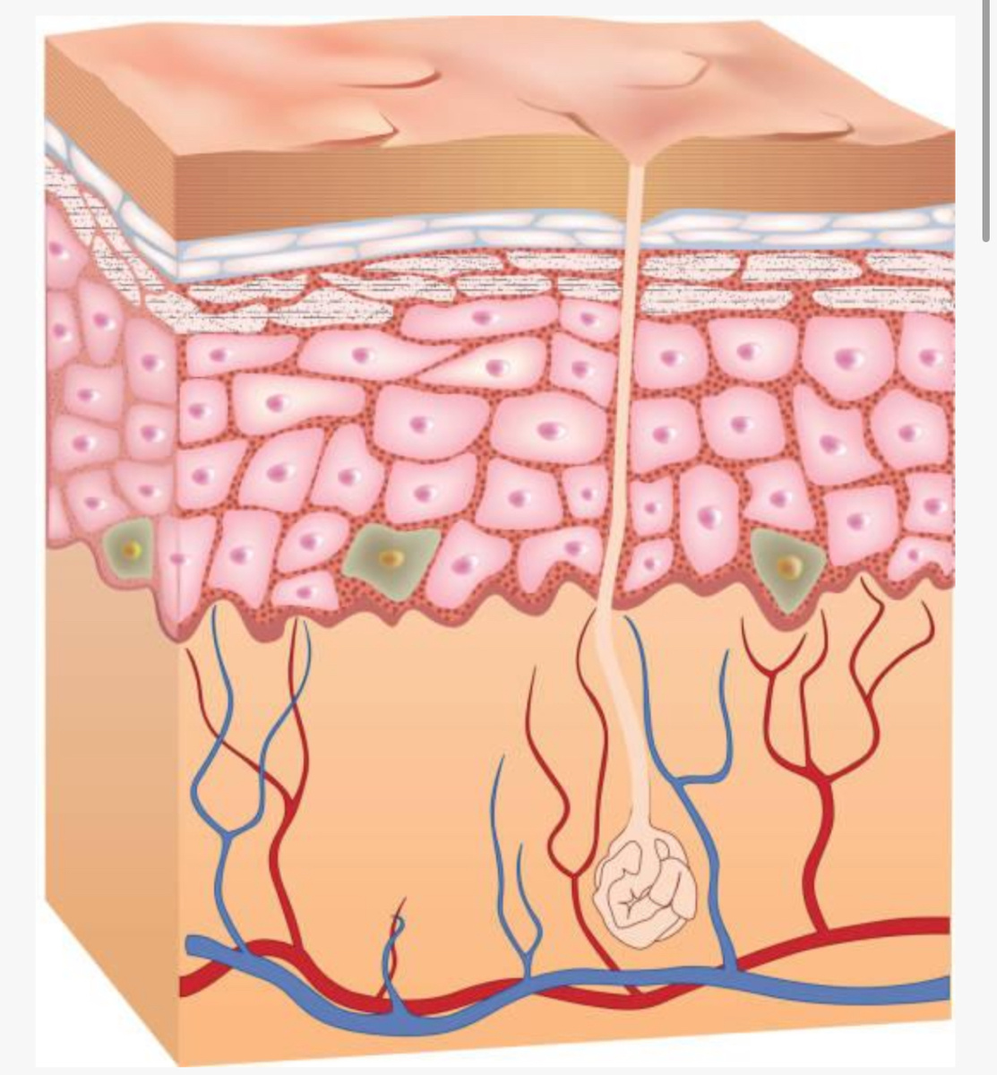 Строение кожи, клетки поднимаясь к поверхности (взрослея) утоньшаются и приобретают плоскую форму.