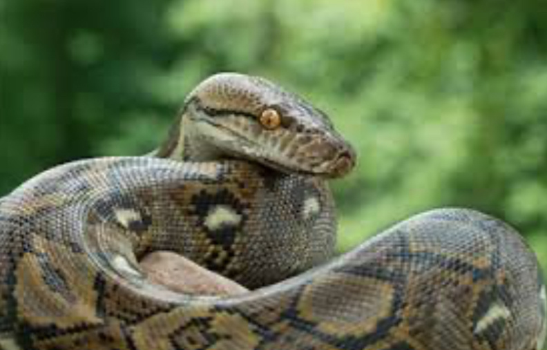 На самом деле питоны душат только свою добычу, а потребности охотиться на человека у этих змей совершенно нет. Более того, они могут даже привыкнуть сидеть на руках у человека. Добычу питоны убивают, сдавливая в кольцах тела, а затем заглатывают целиком, используя сложный механизм, состоящий из подвижно скрепленных верхней и двух нижних челюстей. Такой странный обычай приема пищи связан с отсутствием у змеи конечностей, которыми можно удерживать добычу.Например, удавы и питоны обвиваются кольцами вокруг жертвы и душат. А полоз прижимает добычу к земле. Также змея может сразу целиком проглотить жертву, пока она еще жива.