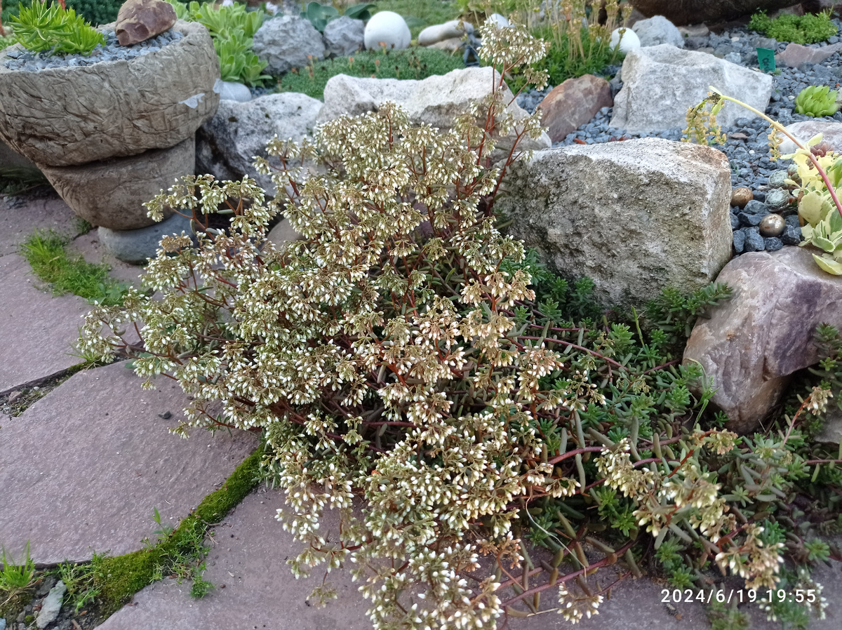 очитки  и камни - созданы друг для друга