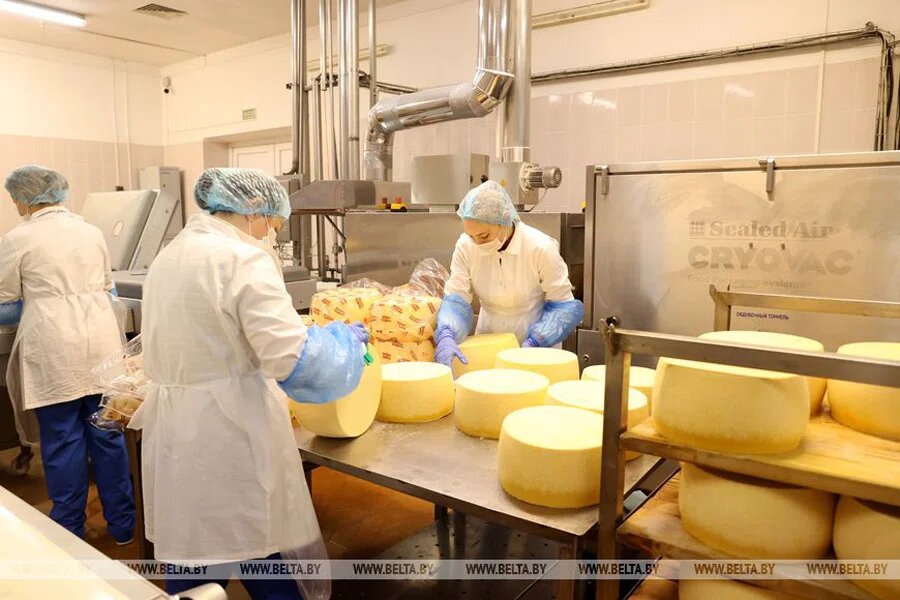    Производство сыров в Пружанах. Фото: belta.by