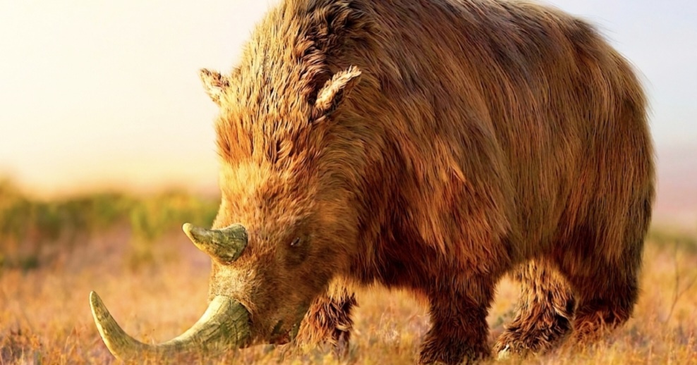 Рыжевато-коричневая шерсть покрывала животное, конечности были трехпалые и короткие. Под поверхностью длинной шерсти находился густой и теплый подшерсток, а холку украшала грива из жесткого волоса.(Фото из интернета) 