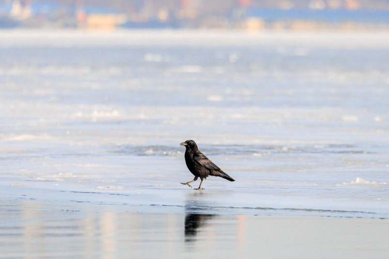    Фото: primamedia.ru Георгий