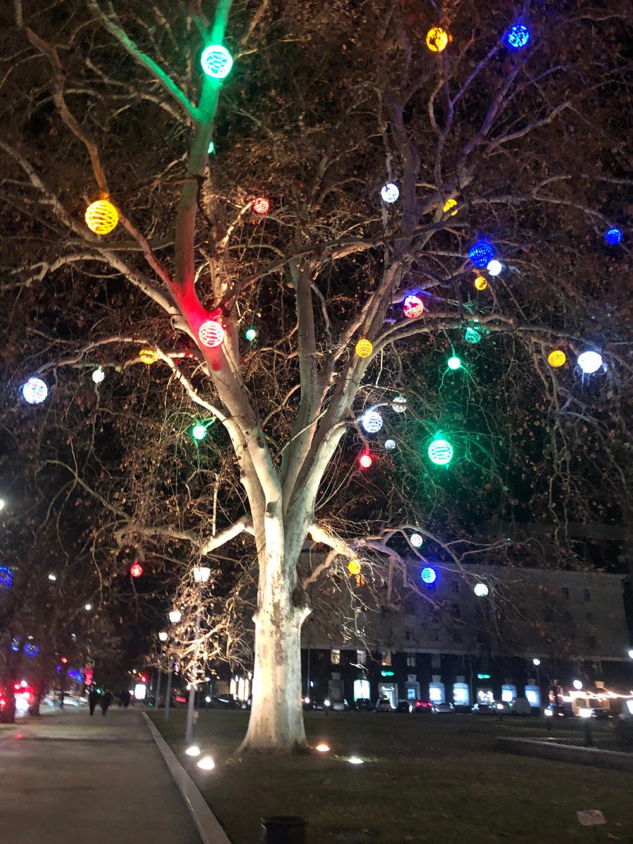 Вечерний Краснодар. Ул. Красная. Нарядный платан возле Краевой администрации 