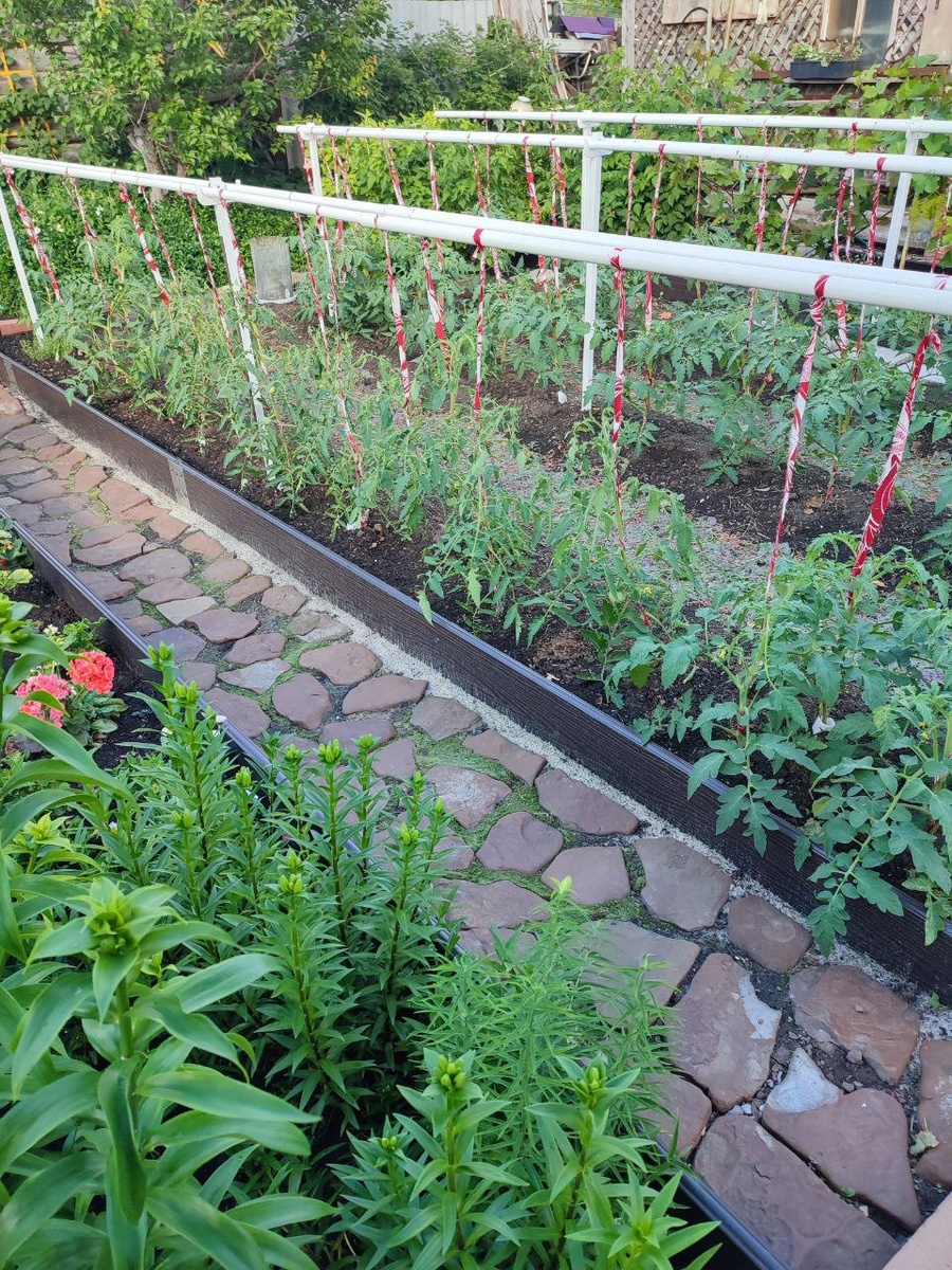 Фото автора. ЛЕНТОЧКИ КРАСНЫЕ:ЭТО Я В ТОМ ГОДУ ЮБКУ ШЁЛКОВУЮ РАЗРЕЗАЛА ДЛЯ ПОДВЯЗКИ🍅