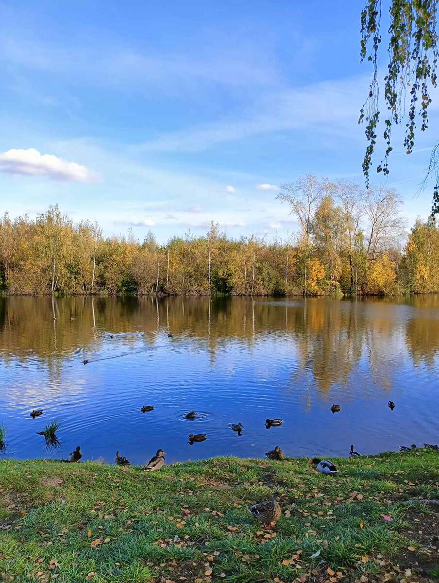 Озеро возле Бульвара Юбилейного. Нижний Новгород