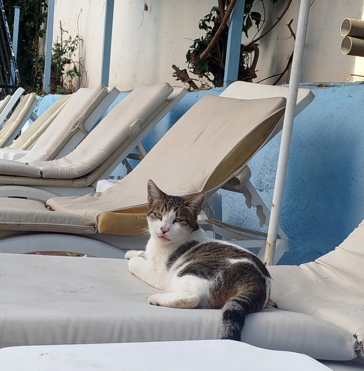 Один из котиков нашего отеля: «А я тут место тебе у бассейна занял… Пожрать дашь?"