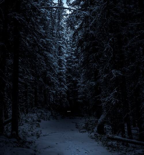 Почему мы любим страшные истории: наука о том, как страх делает нас счастливее