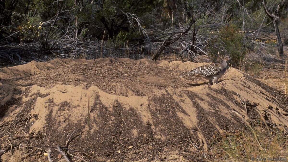 Гнездо Глазчатой Курицы. Фото взято из открытого доступа.