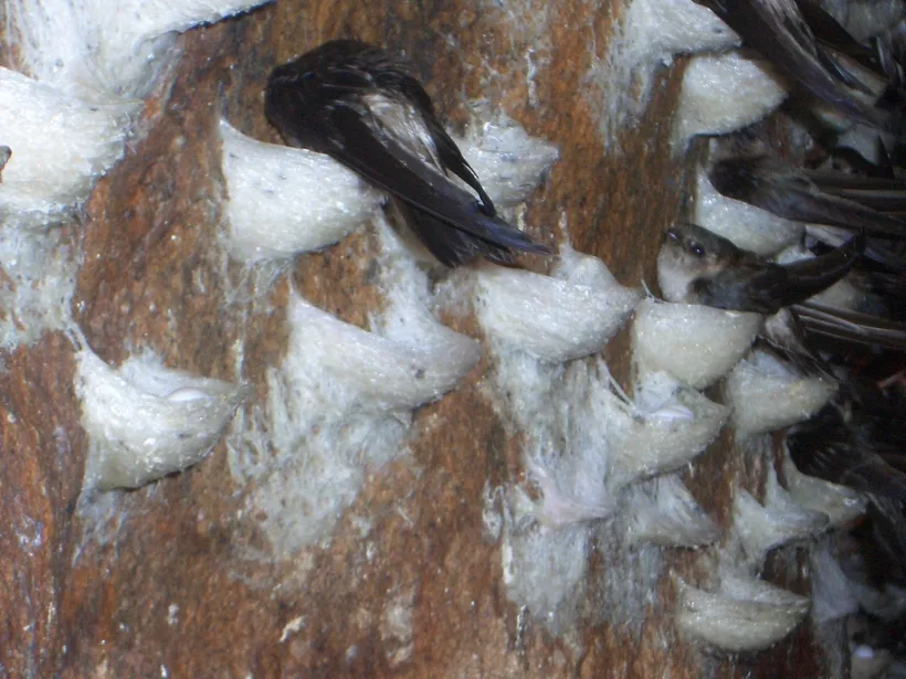 Гнезда из слюны Саланганы. Фото взято из интернета.