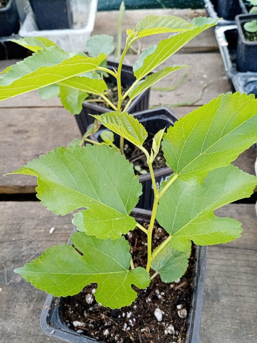 Мои шелковицы.