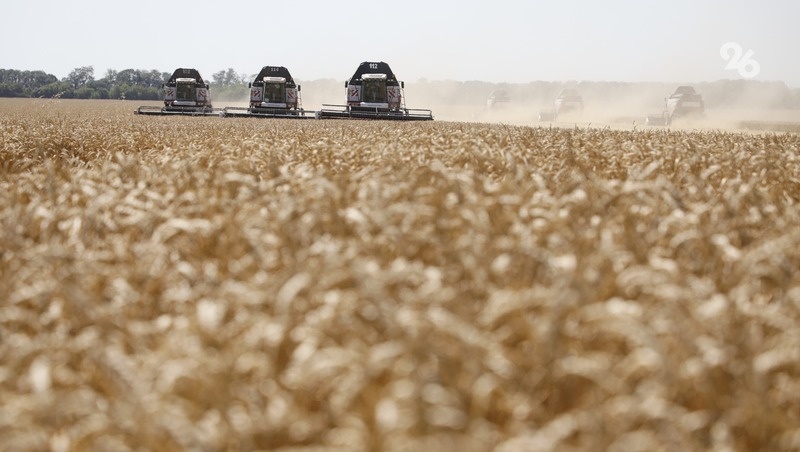    Всего растениеводы края получат на агрострахование почти 780 млн рублей Фото: ИА «Победа26»