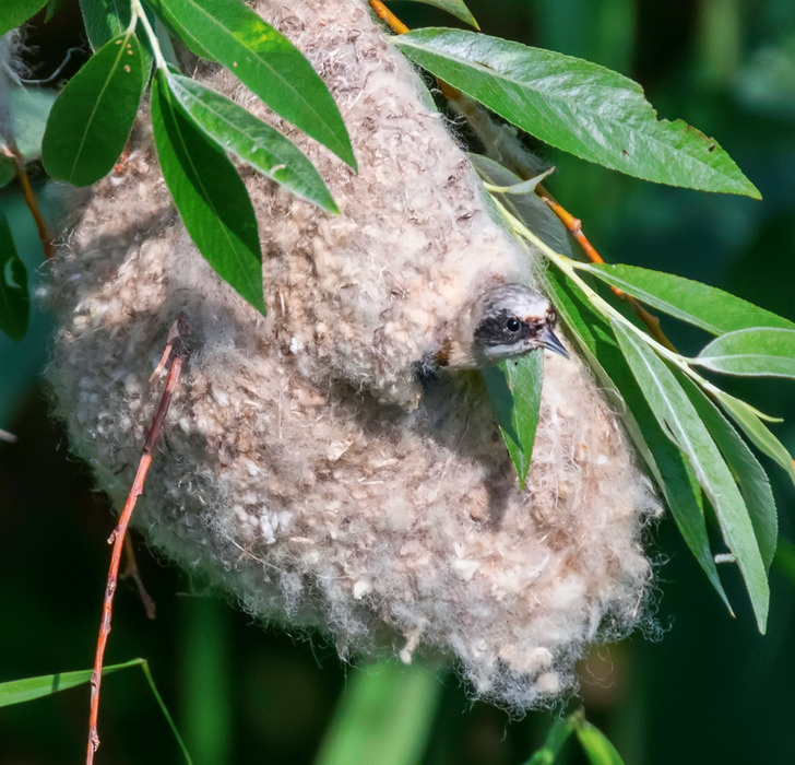 Маятниковая синица. Фото взято из открытого доступа.