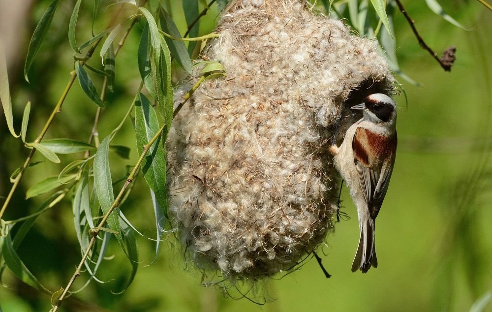 Фото взято из открытого доступа.