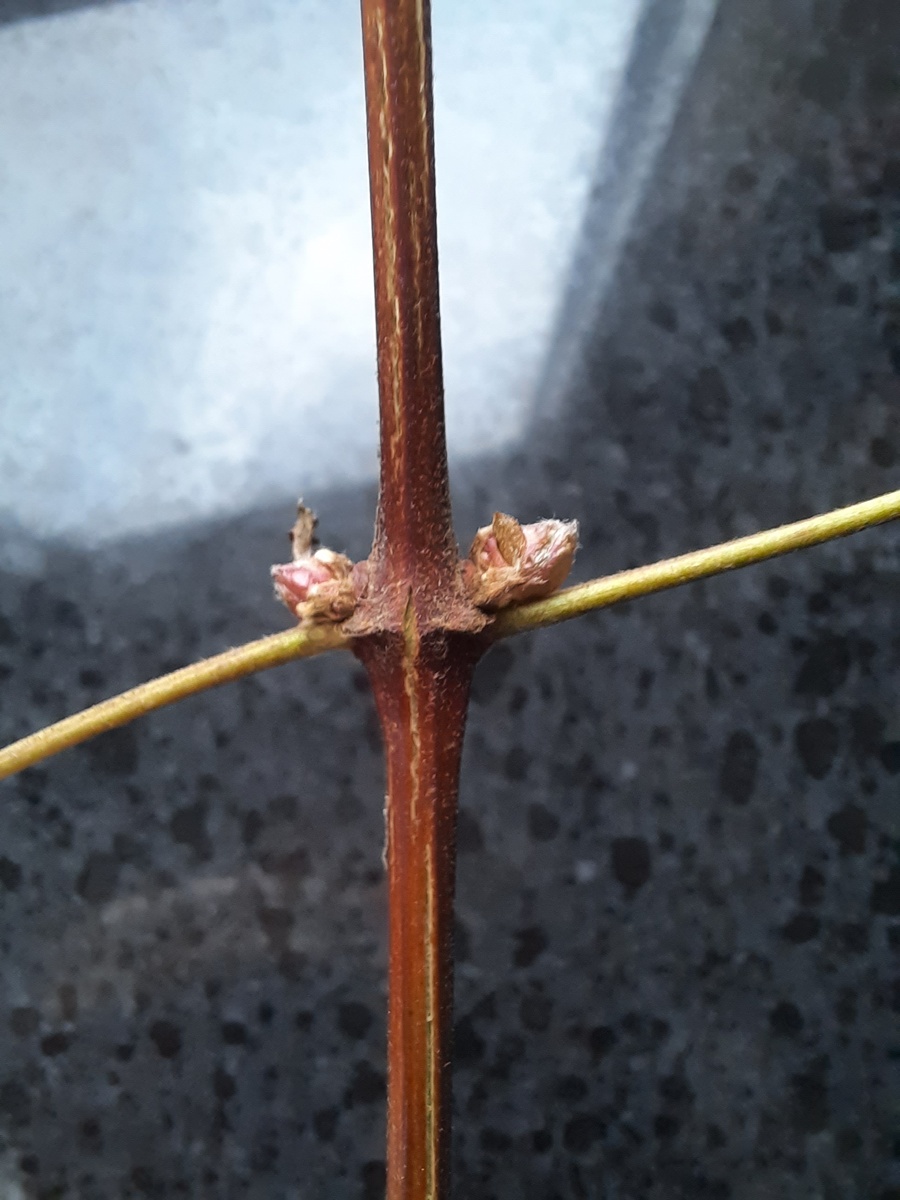 Так выглядит узел с почками 👆