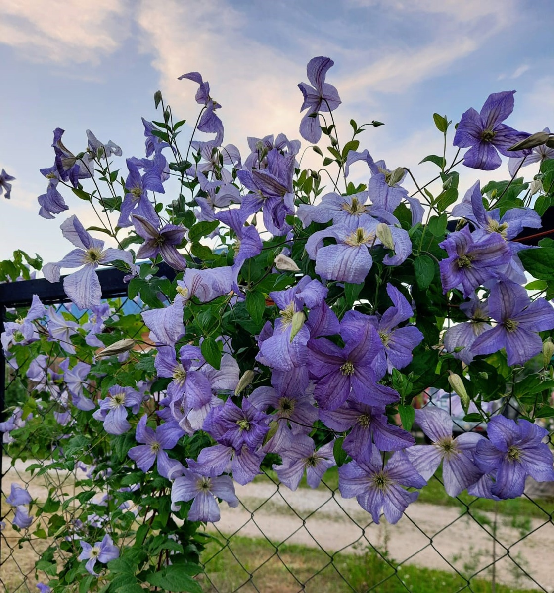 Клематис "Принц Чарльз"