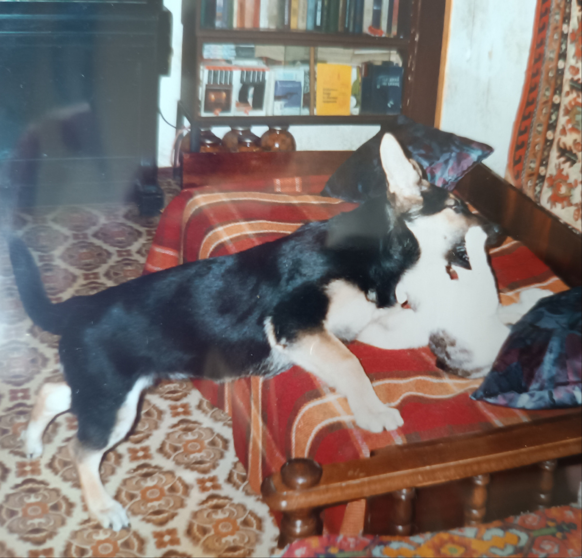 Подвинься! Я тоже иду спать!)))