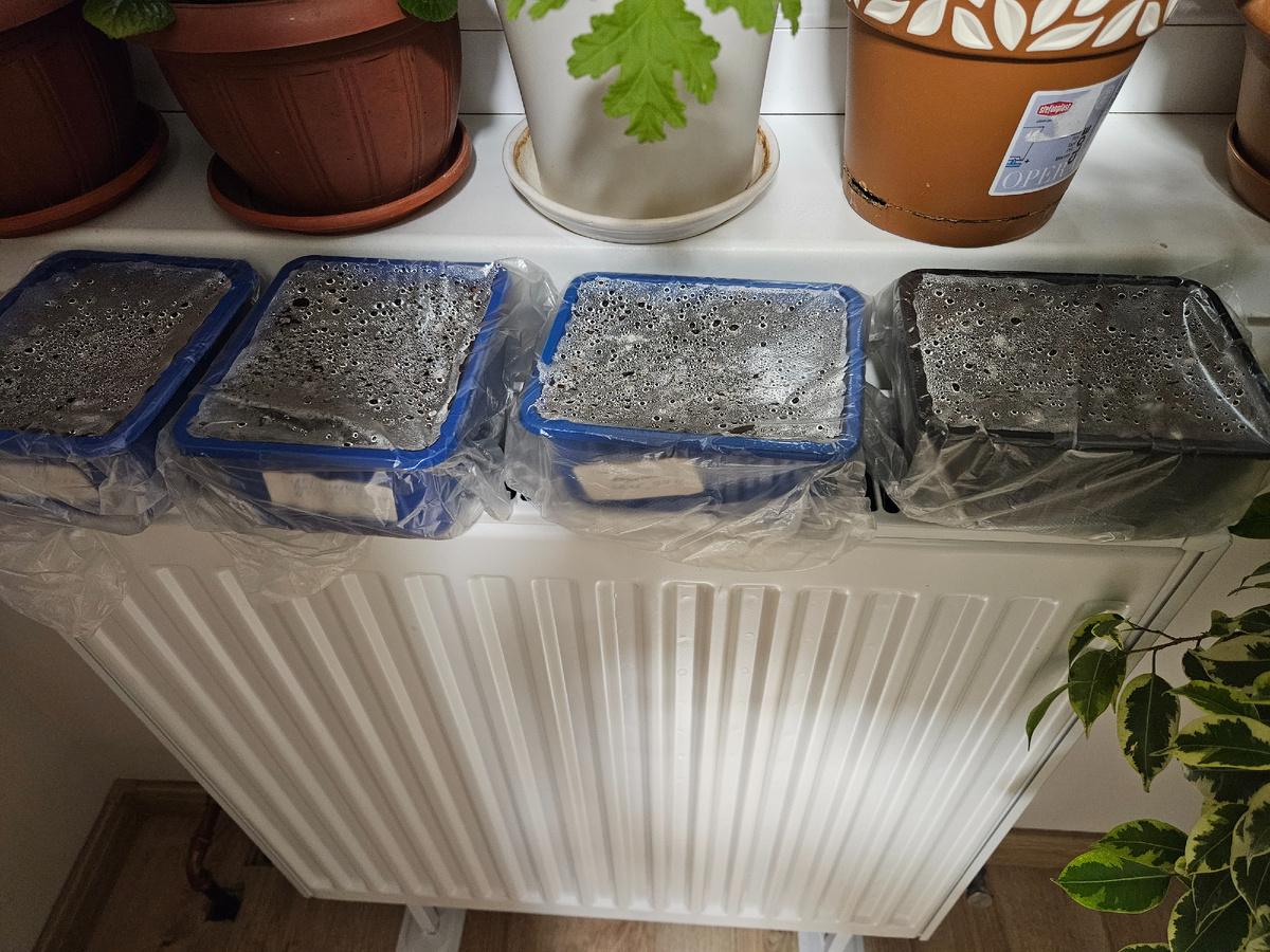 Посеянный перец греется на батарее