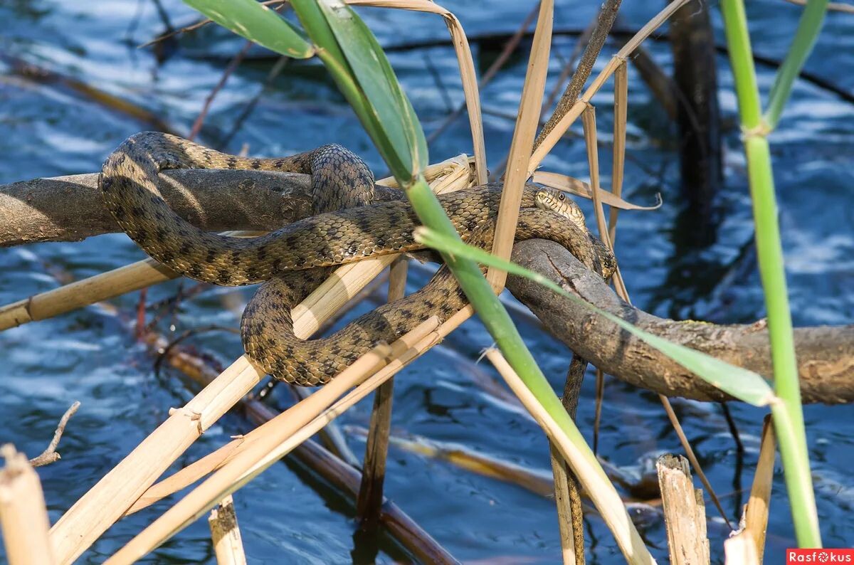 уж водяной  (изображение из публичных источников)