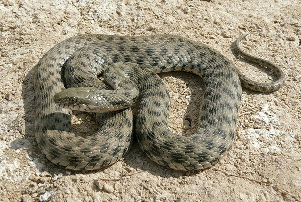 Уж водяной (изображение из публичных источников)