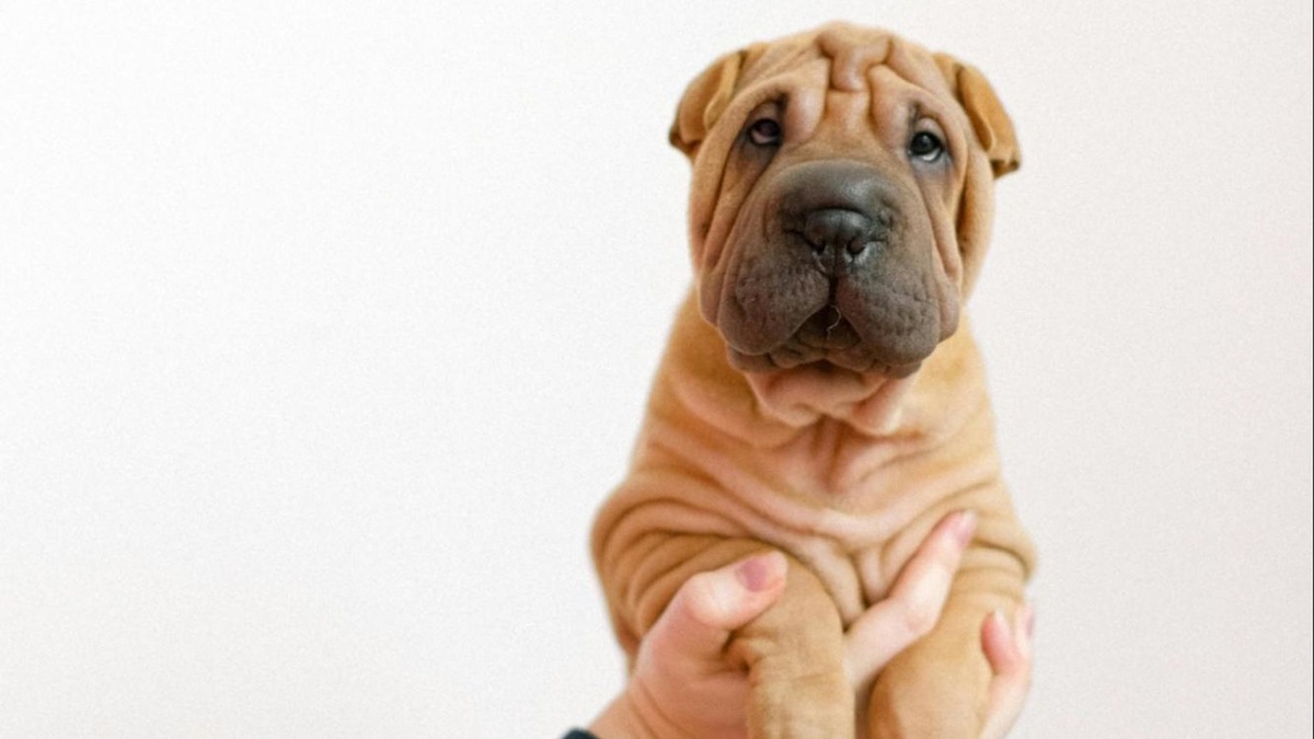    Щенок шарпея на руках у хозяйки