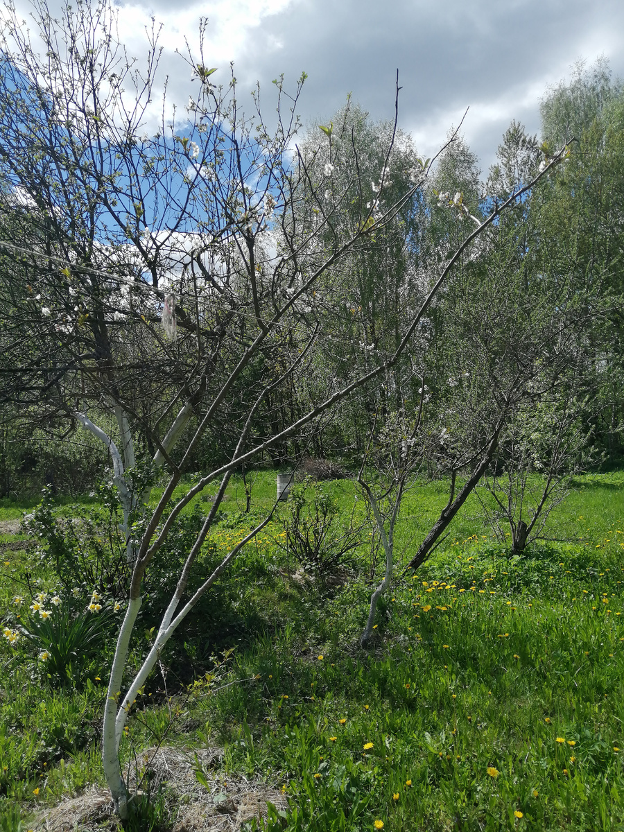 "Разгар" цветения в мае 2022 года