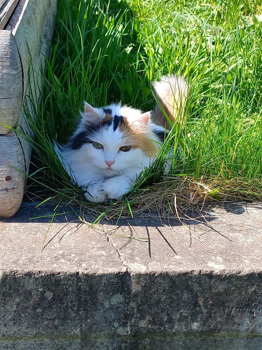 Васюля в засаде