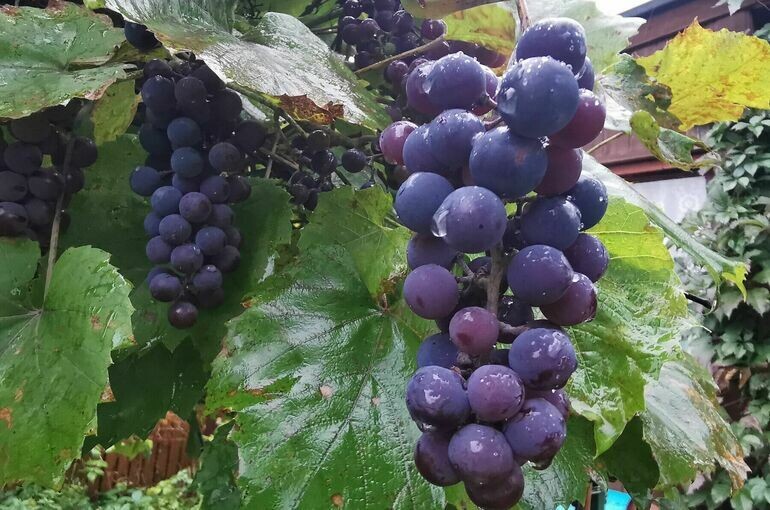   Игорь Самохвалов/ПГ