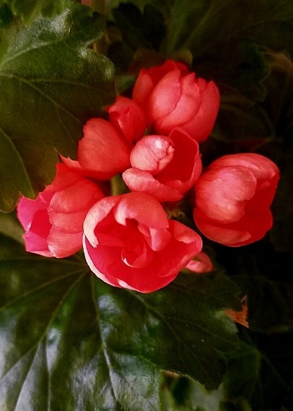 Принимайте февральскую красоту "Красную Пандору".!