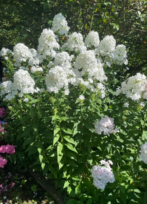 2. Флокс Фудзияма