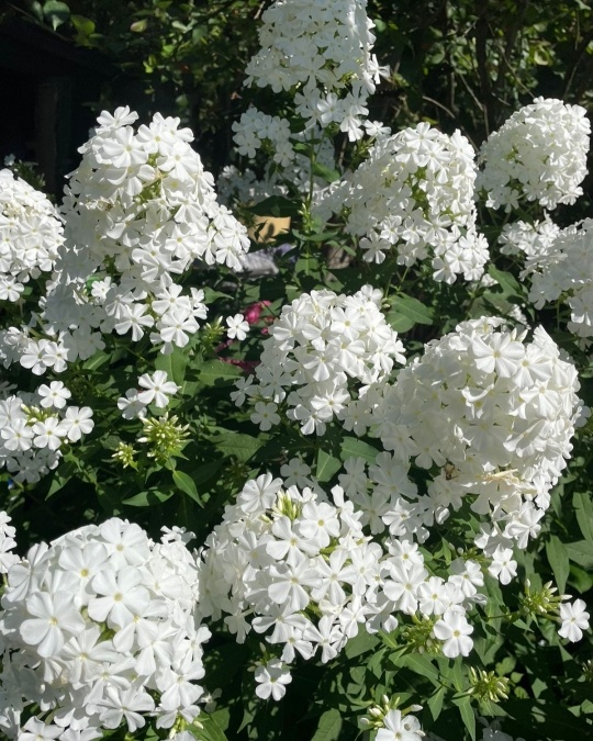 1. Флокс Фудзияма