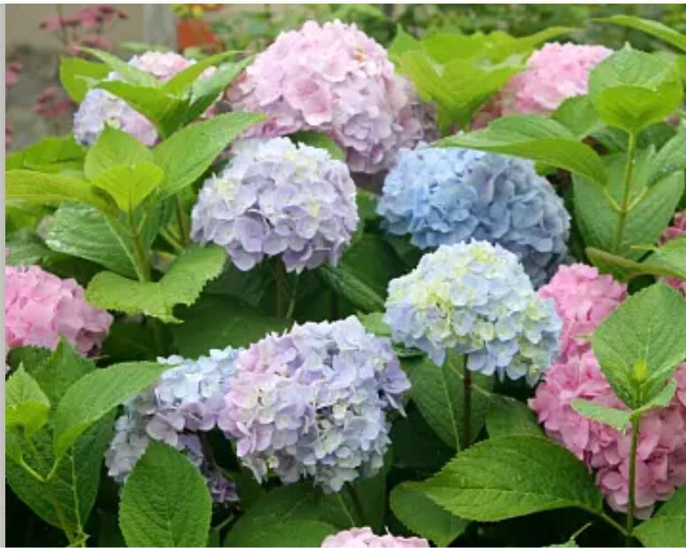 Моя "голубая" мечта. Картинка с сайта одного из питомников.