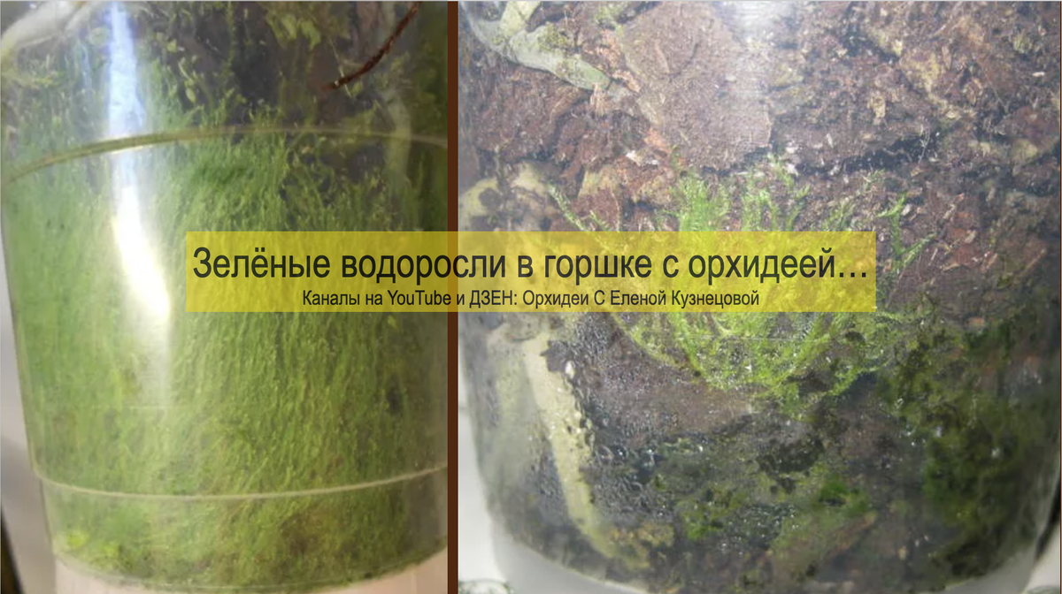 Зеленые водоросли в горшке с орхидеей