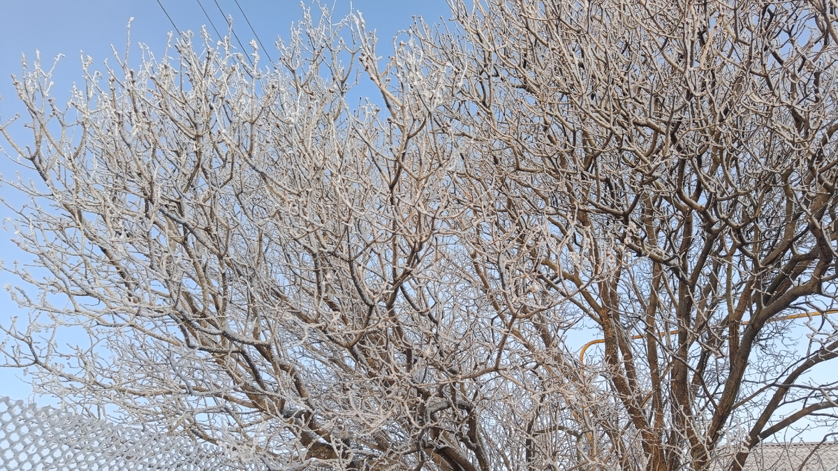 Иней на сирени сегодня 