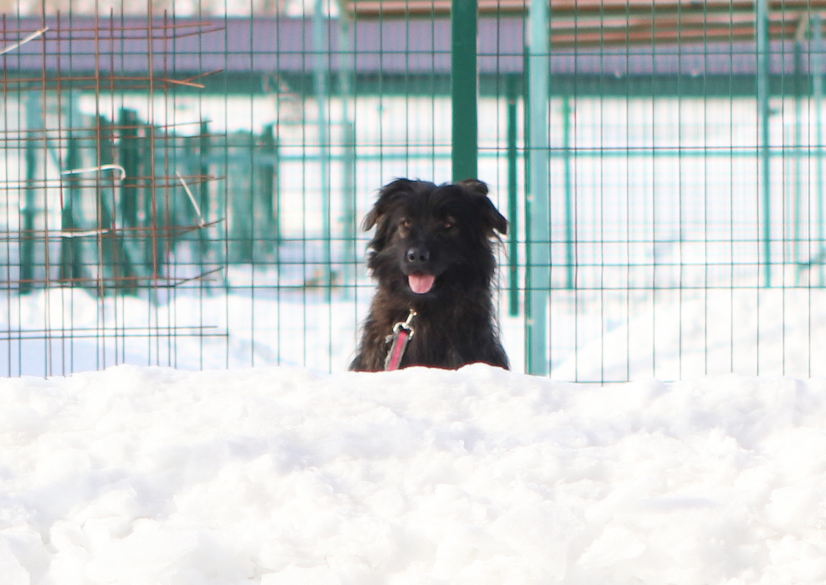 Джесси до 2-х лет. 