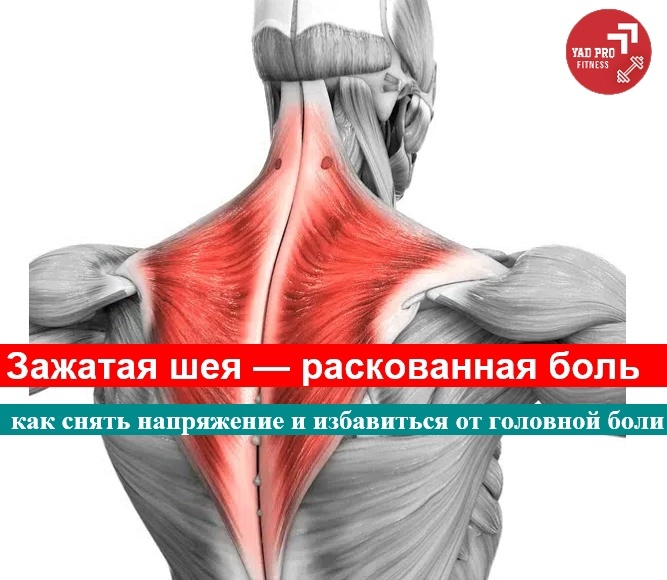 Зажатая шея | YADPROFitness
