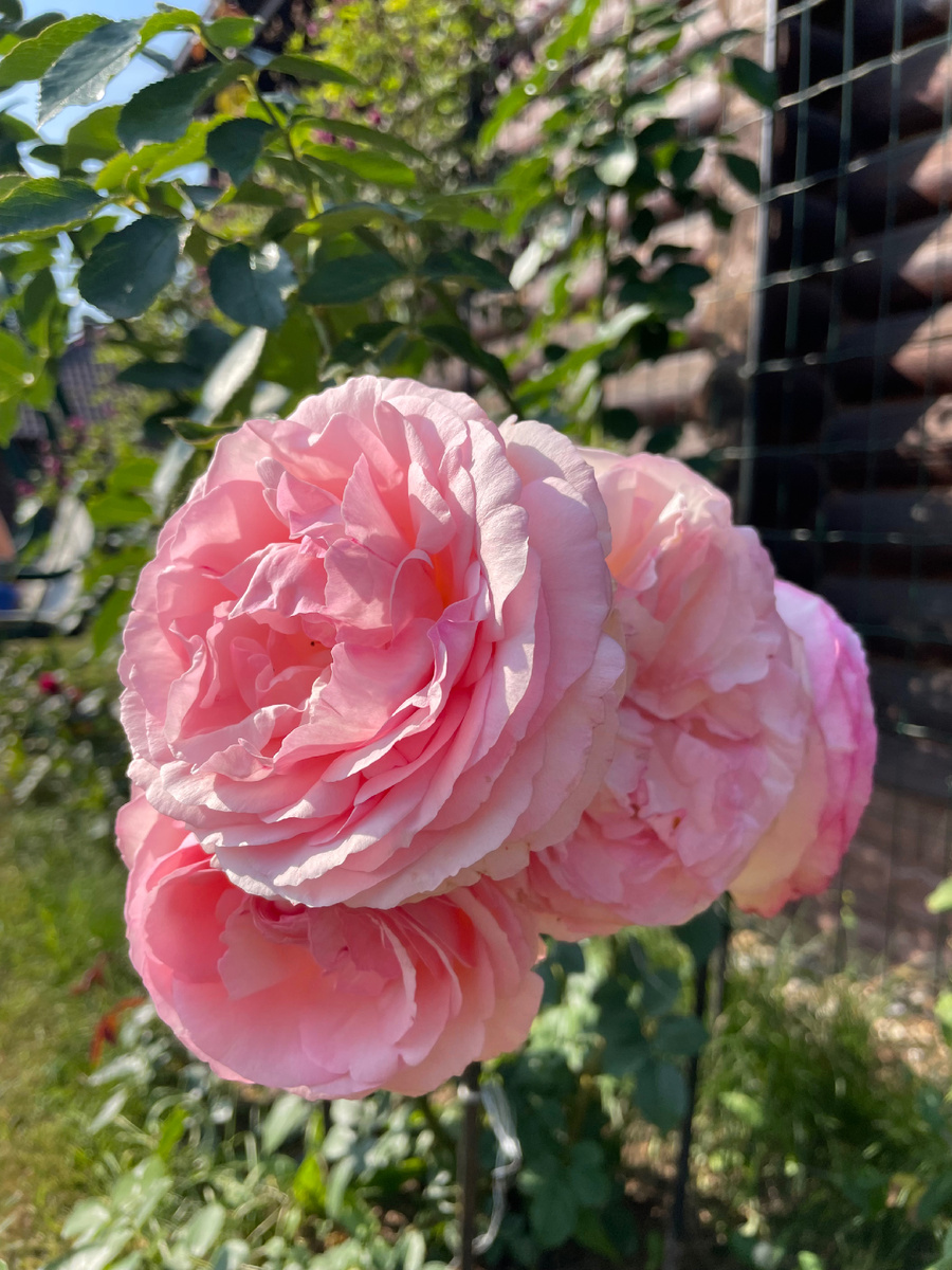 Пьер де Ронсар