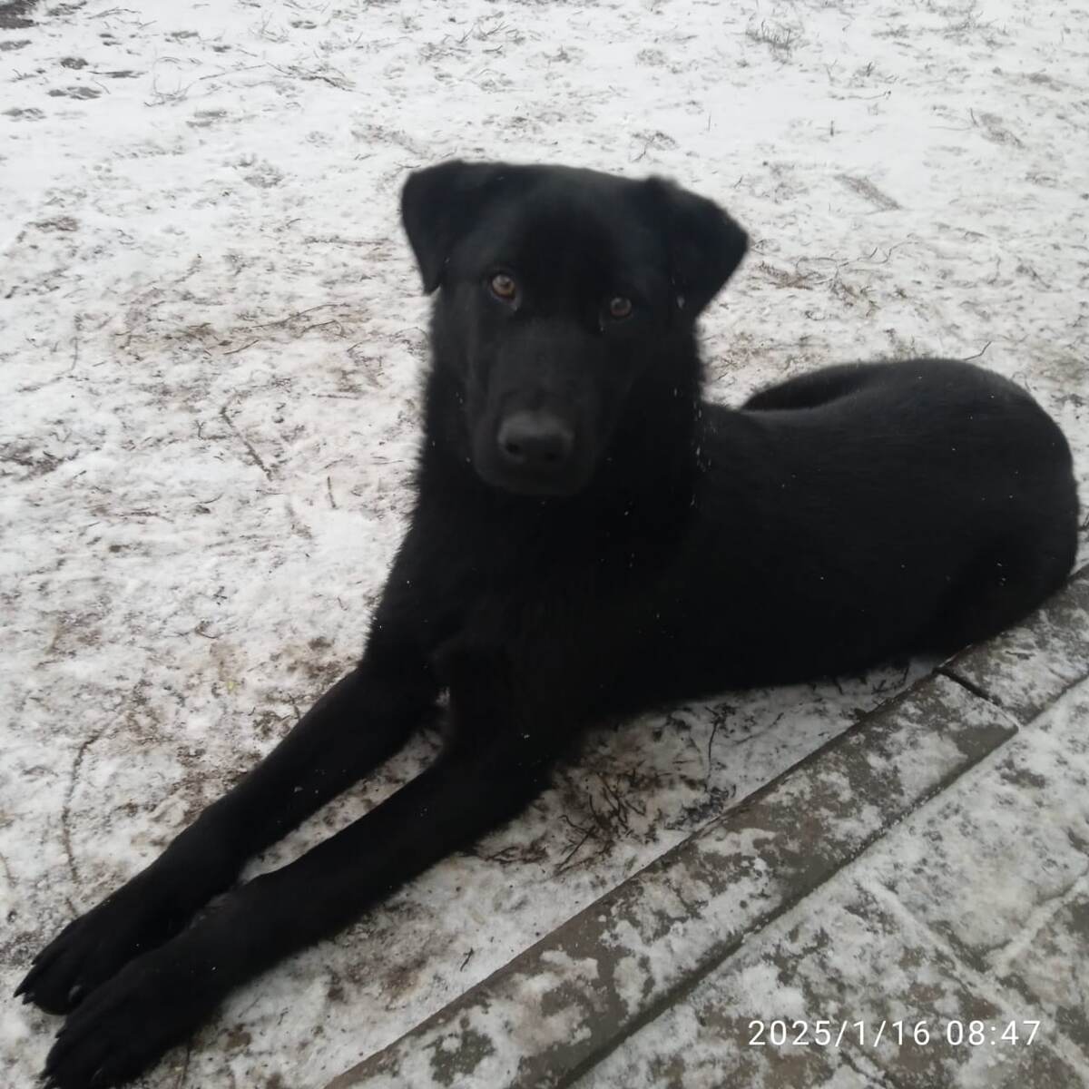 Майоркская овчарка черная. Зовут Маруся. Красивая очень. Гладкошерстная.  Доброжелательная, без агрессии. Довольно игривая и довольно умная. 6 месяцев ей.Брали ее на передержку 2 месяца назад от семейной пары с Шебекино. Сказали, что поедут на пару месяцев к друзьям в Воронежскую область.  Брали с условием, что на 3 месяца максимум,  но в итоге эта семейная пара пропала с радаров - телефон выключен, не можем дозвониться. Собаку жалко, так как реально очень добрая, верная и умная собака. Хоть и молодая ещё совсем. Кормить и ухаживать мы за ней не можем так долго. Поэтому вот сейчас стараемся найти ей хороших хозяев. Территориально находится в Яковлевском районе Белгородской области. Если кому то будет нужна, то пишите, пожалуйста...