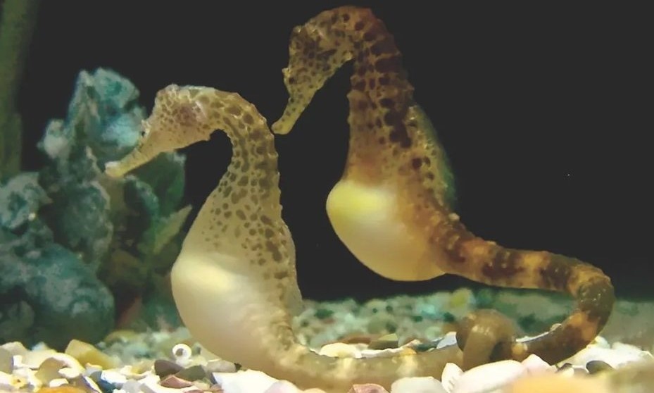 Говорят, самка предпочитает партнера с большим животиком