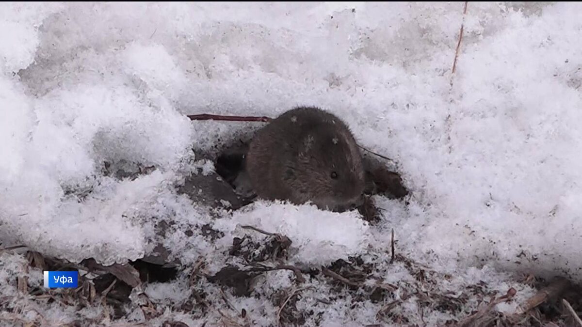    Мыши заполонили улицы: жители уфимского микрорайона столкнулись с нашествием грызунов