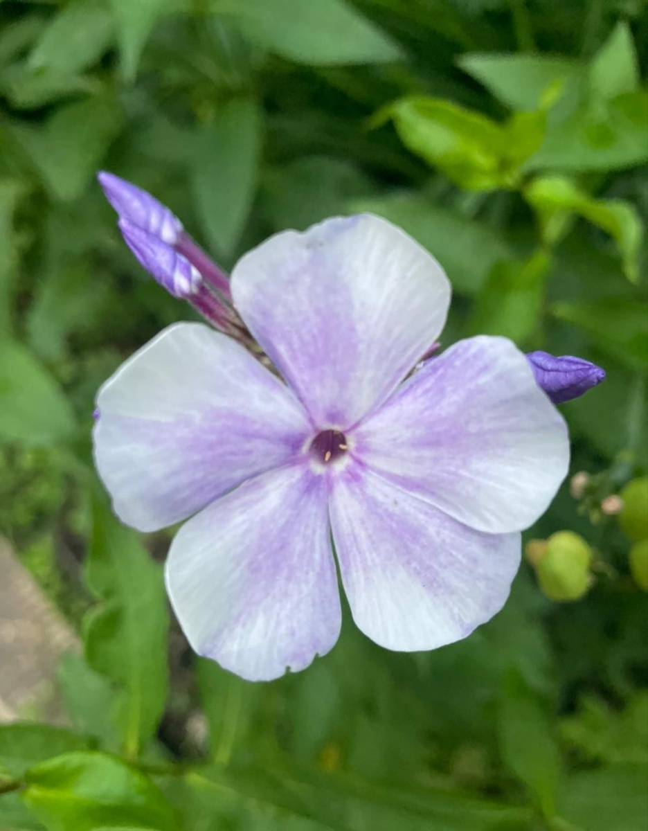 Первый цветок Гжели, 2024