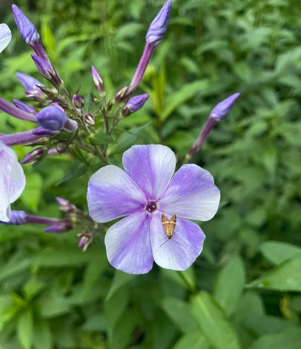 Четырехдневный цветок Гжели