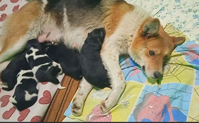 Первый день в приюте. Мама и новорожденные щенки.